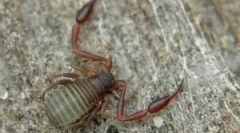 Lažni corpononi: opis i načini